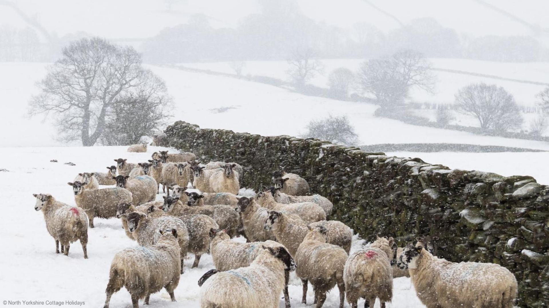 Stone Cottage In Picturesque North Yorkshire Village - Bull Dog Cottage Ampleforth エクステリア 写真